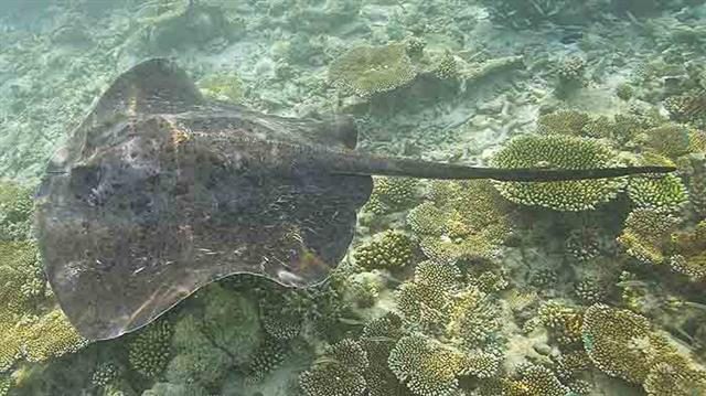  Taeniura meyeni (Round Ribbontail Stingray)